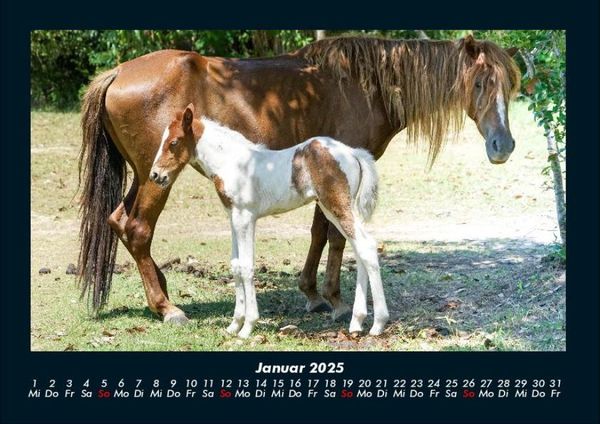 Produktbild: Pferdegefl&uuml;ster 2025 Fotokalender DIN A4