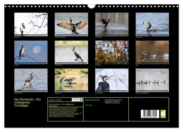Produktbild: Der Kormoran - Ein intelligenter Fischj&auml;ger (Wandkalender 2026 DIN A3 quer), CALVENDO Monatskalender