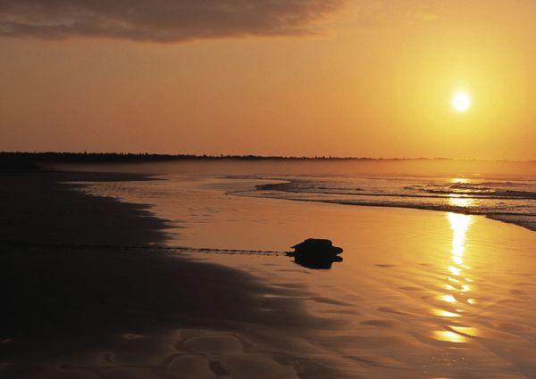 Galapagos mit David Attenborough [2 DVDs]