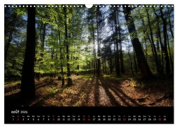 Produktbild: BROCELIANDE, la for&ecirc;t (Calendrier mural 2026 DIN A3 vertical), CALVENDO calendrier mensuel