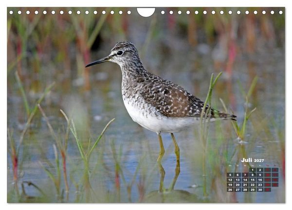 Produktbild: Limikolen - Watv&ouml;gel Europas (Wandkalender 2027 DIN A4 quer), CALVENDO Monatskalender