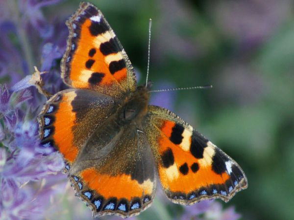 Produktbild: CALVENDO Puzzle Kleiner Fuchs (Aglais urticae) 1000 Teile Lege-Gr&ouml;&szlig;e 64 x 48 cm Foto-Puzzle Bild von kattobello