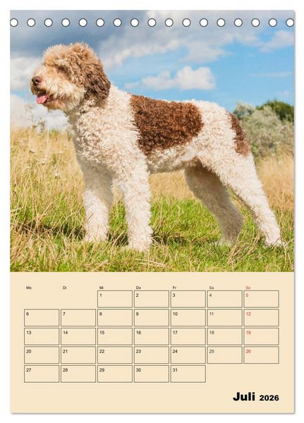 Produktbild: Jahresplaner Lagotto Romagnolo (Tischkalender 2026 DIN A5 hoch), CALVENDO Monatskalender