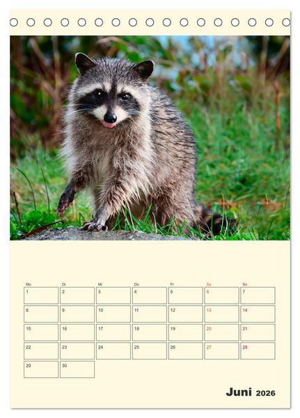 Produktbild: Drolliger Waschb&auml;r (Tischkalender 2026 DIN A5 hoch), CALVENDO Monatskalender