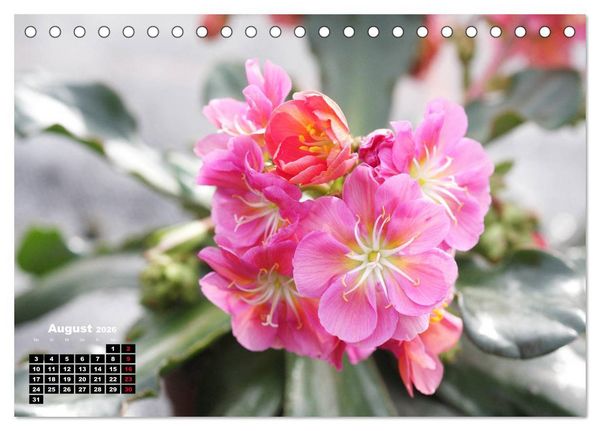 Produktbild: Lewisia, das Porzellanr&ouml;schen (Tischkalender 2026 DIN A5 quer), CALVENDO Monatskalender