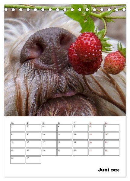 Produktbild: Lagotto Romagnolo - Lustige Zwerge (Tischkalender 2026 DIN A5 hoch), CALVENDO Monatskalender