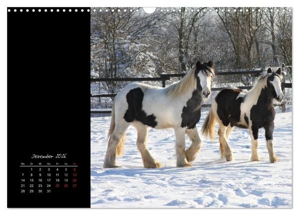Produktbild: Irish Tinker (Wandkalender 2026 DIN A3 quer), CALVENDO Monatskalender