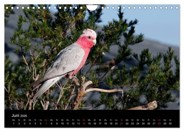 Produktbild: Wildes Australien - Naturparadies 5. Kontinent (Wandkalender 2026 DIN A4 quer), CALVENDO Monatskalender