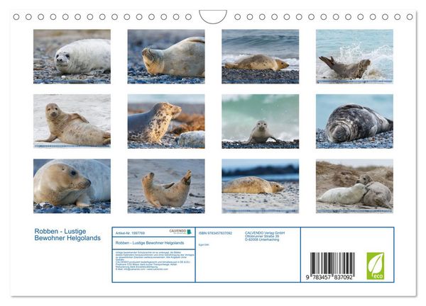 Produktbild: Robben - Lustige Bewohner Helgolands (Wandkalender 2026 DIN A4 quer), CALVENDO Monatskalender