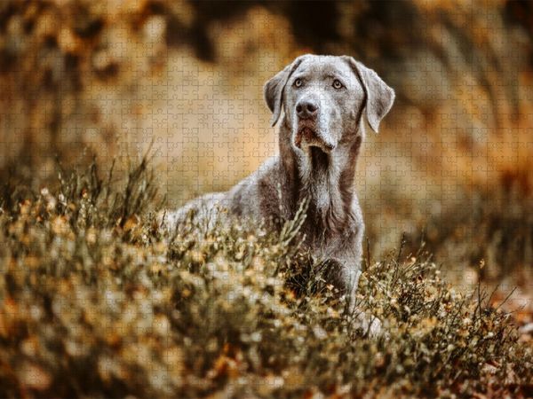 Produktbild: CALVENDO Puzzle Labrador Retriever im Wald | 1000 Teile Lege-Gr&ouml;&szlig;e 64x48cm Foto-Puzzle f&uuml;r gl&uuml;ckliche Stunden