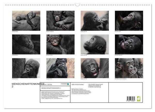 Produktbild: MENSCHENAFFENKINDER 2 (Wandkalender 2026 DIN A2 quer), CALVENDO Monatskalender