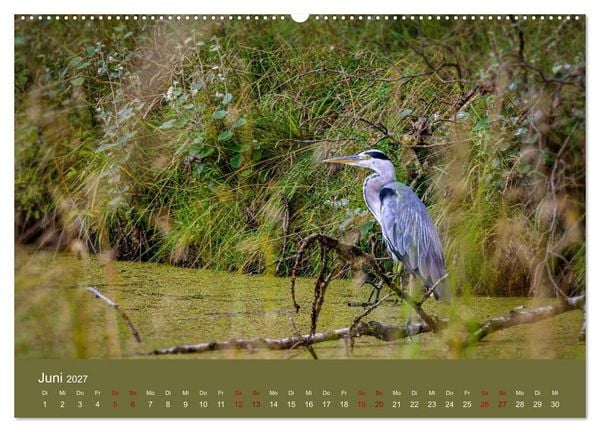 Produktbild: Reiher in der Elbmarsch (hochwertiger Premium Wandkalender 2027 DIN A2 quer), Kunstdruck in Hochglanz