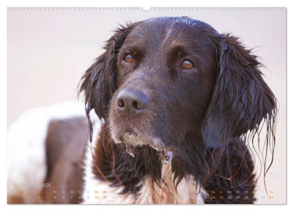 Produktbild: Faszination Jagdhund - Kleiner M&uuml;nsterl&auml;nder (Wandkalender 2026 DIN A2 quer), CALVENDO Monatskalender