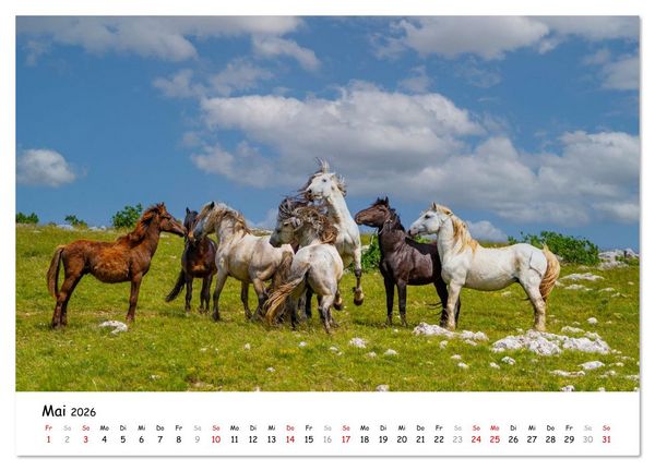 Produktbild: Wildpferde am Kruzi Plateau (Wandkalender 2026 DIN A3 quer), CALVENDO Monatskalender
