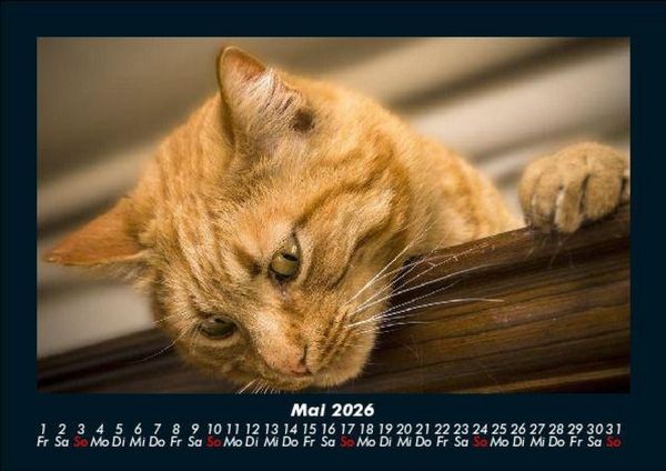 Produktbild: F&uuml;r Katzenfreunde 2026 Fotokalender DIN A5
