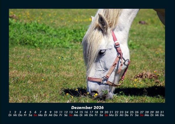 Produktbild: Die Welt der Pferde 2026 Fotokalender DIN A4