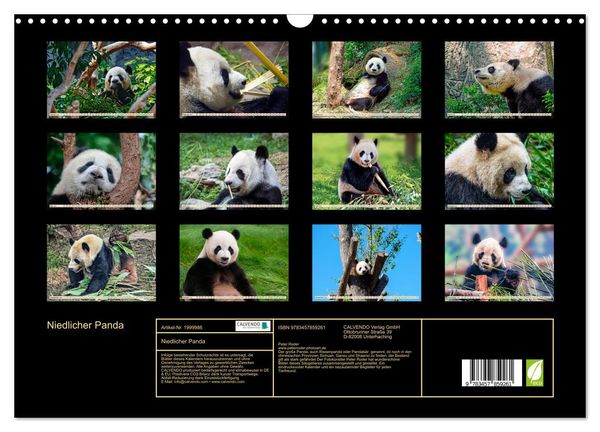Produktbild: Niedlicher Panda (Wandkalender 2026 DIN A3 quer), CALVENDO Monatskalender