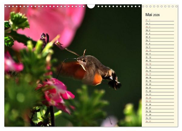 Produktbild: Faszinierende Taubenschw&auml;nzchen (Wandkalender 2026 DIN A3 quer), CALVENDO Monatskalender