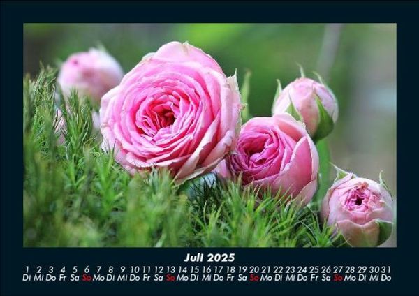 Produktbild: Strahlend sch&ouml;ne Rosen 2025 Fotokalender DIN A5