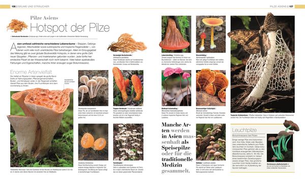 Produktbild: DK Bibliothek. Pflanzen & Pilze