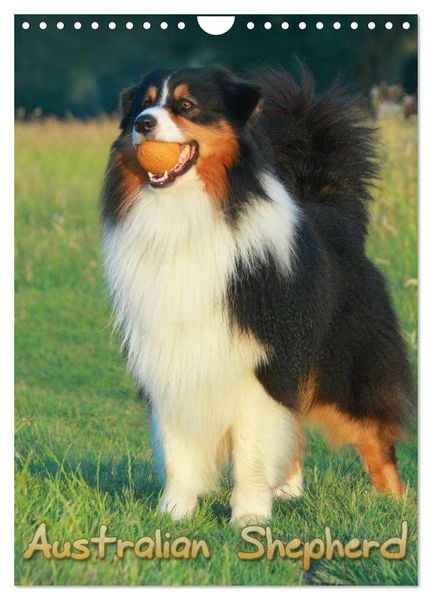 Produktbild: Australian Shepherd (Wandkalender 2026 DIN A4 hoch), CALVENDO Monatskalender