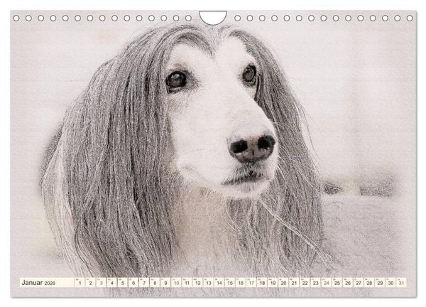 Produktbild: Windhunde 2026 (Wandkalender 2026 DIN A4 quer), CALVENDO Monatskalender