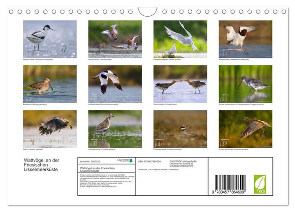 Produktbild: Wattv&ouml;gel an der Friesischen IJsselmeerk&uuml;ste (Wandkalender 2026 DIN A4 quer), CALVENDO Monatskalender