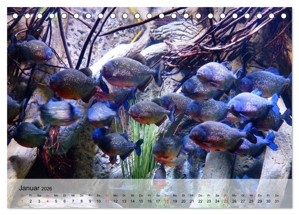 Produktbild: Knallbunte Wasserwelt. Die Welt der Fische (Tischkalender 2026 DIN A5 quer), CALVENDO Monatskalender