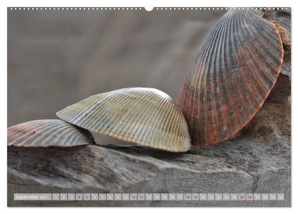 Produktbild: H&auml;user der Meere: Muscheln - Seeigel - Schnecken (hochwertiger Premium Wandkalender 2027 DIN A2 quer), Kunstdruck in Hochglanz