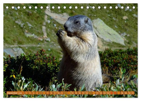 Produktbild: Und ewig pfeift das Murmeltier (Tischkalender 2026 DIN A5 quer), CALVENDO Monatskalender