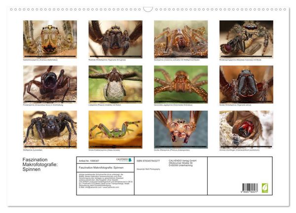 Produktbild: Faszination Makrofotografie: Spinnen (Wandkalender 2026 DIN A2 quer), CALVENDO Monatskalender