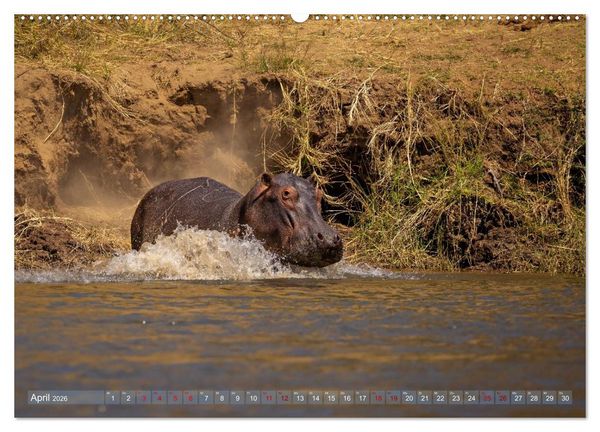 Produktbild: Hippos - Gef&auml;hrliche Giganten (Wandkalender 2026 DIN A2 quer), CALVENDO Monatskalender