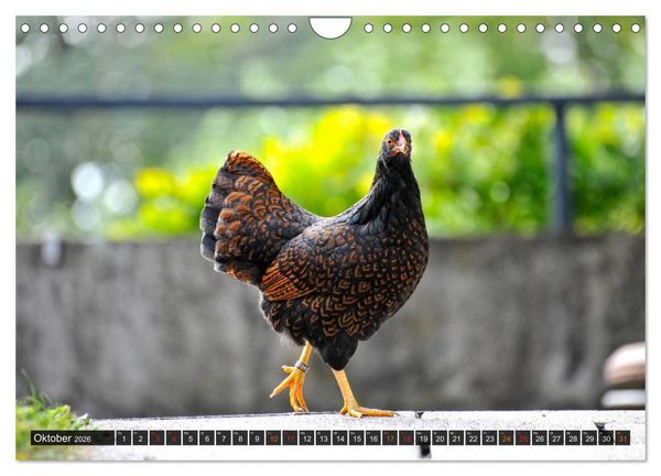Produktbild: Stadth&uuml;hner (Wandkalender 2026 DIN A4 quer), CALVENDO Monatskalender