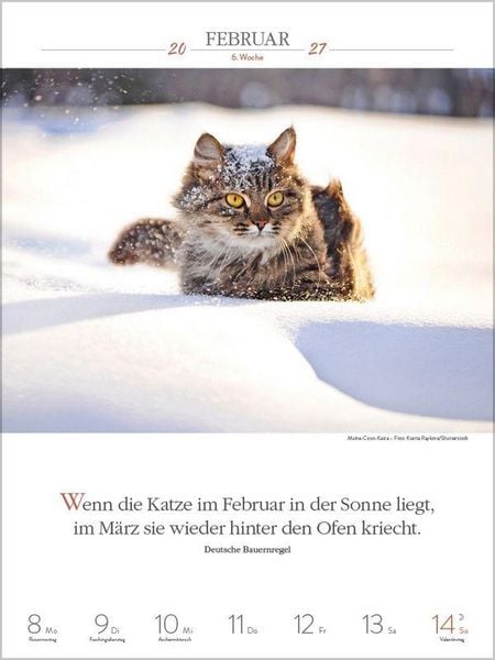 Produktbild: Literaturkalender Katzen 2027