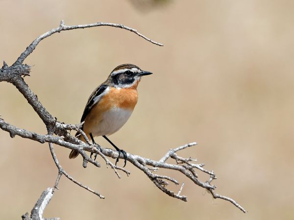 Produktbild: CALVENDO Puzzle Braunkehlchen (Saxicola rubetra) | 1000 Teile Lege-Gr&ouml;&szlig;e 64x48cm Foto-Puzzle f&uuml;r gl&uuml;ckliche Stunden