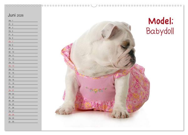 Produktbild: English Bulldog XXL Models (hochwertiger Premium Wandkalender 2026 DIN A2 quer), Kunstdruck in Hochglanz