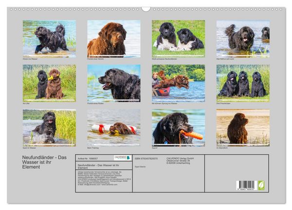 Produktbild: Neufundl&auml;nder - Das Wasser ist ihr Element (Wandkalender 2026 DIN A2 quer), CALVENDO Monatskalender