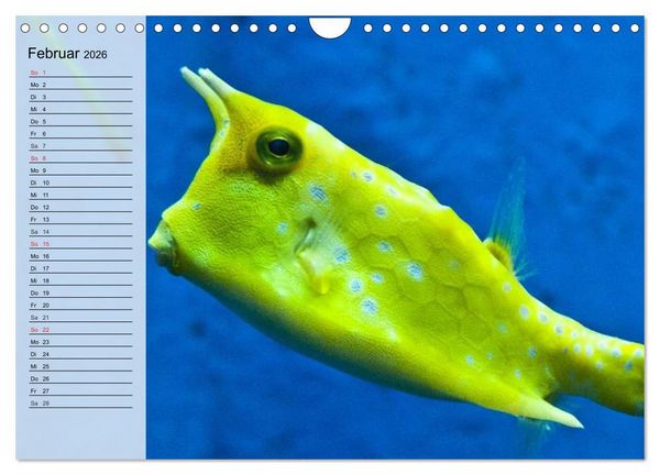 Produktbild: Paradiese im ewigen Blau. Die bunte Unterwasserwelt (Wandkalender 2026 DIN A4 quer), CALVENDO Monatskalender