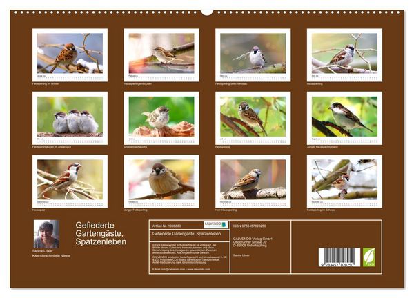 Produktbild: Gefiederte Garteng&auml;ste, Spatzenleben (hochwertiger Premium Wandkalender 2026 DIN A2 quer), Kunstdruck in Hochglanz