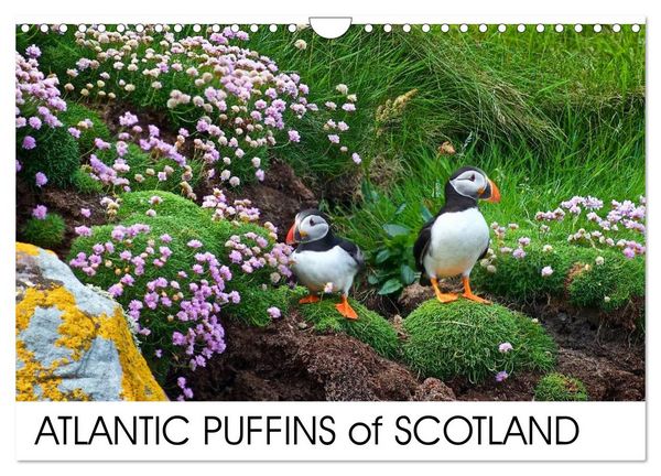 ATLANTIC PUFFINS OF SCOTLAND (Wall Calendar 2026 DIN A4 landscape), CALVENDO 12 Month Wall Calendar