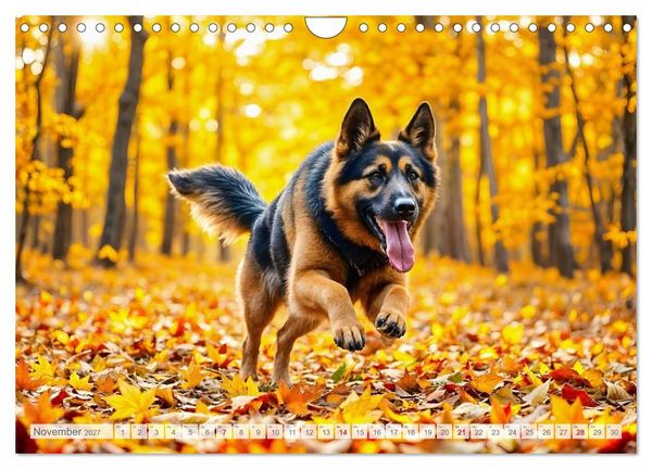 Produktbild: Sch&auml;ferhund 24/7 - Keine Pause f&uuml;r echte Helden (Wandkalender 2027 DIN A4 quer), CALVENDO Monatskalender