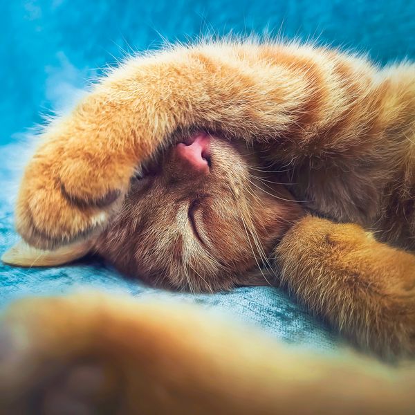 Produktbild: Cool Cats 2027