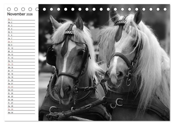 Produktbild: Leidenschaft Pferdesport - Impressionen (Tischkalender 2026 DIN A5 quer), CALVENDO Monatskalender