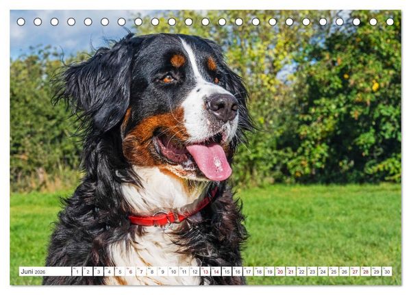Produktbild: Berner Sennenhund - Der beste Freund f&uuml;rs Leben (Tischkalender 2026 DIN A5 quer), CALVENDO Monatskalender