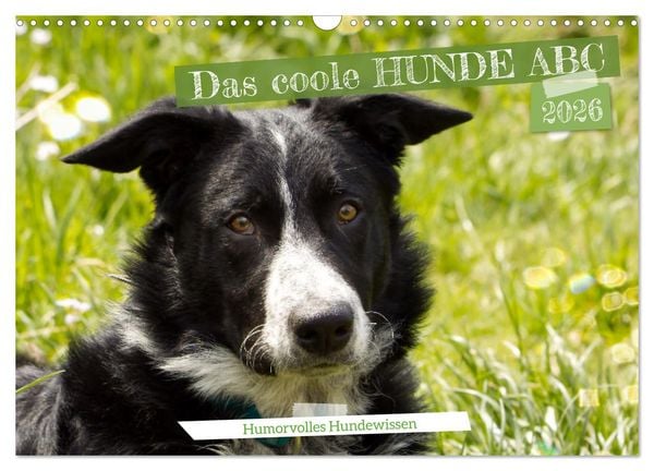 Das coole Hunde ABC (Wandkalender 2026 DIN A3 quer), CALVENDO Monatskalender
