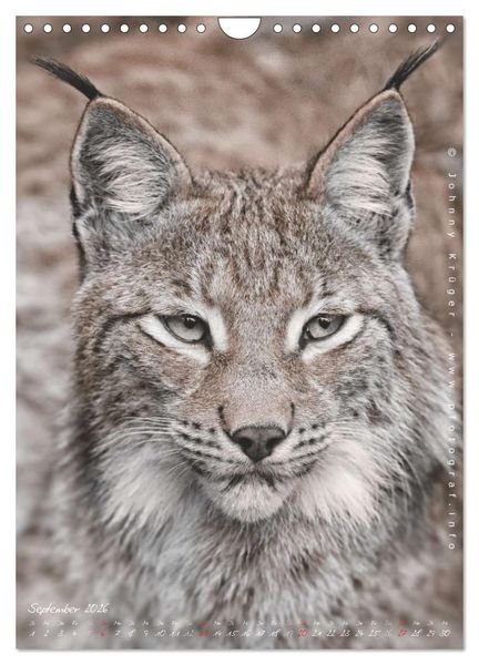 Produktbild: Luchs (Wandkalender 2026 DIN A4 hoch), CALVENDO Monatskalender