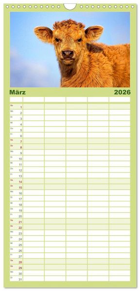Produktbild: Familienplaner 2026 - Rinder auf dem Lande mit 5 Spalten (Wandkalender, 21 x 45 cm) CALVENDO