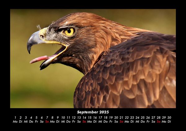 Produktbild: Adler 2025 Fotokalender DIN A3