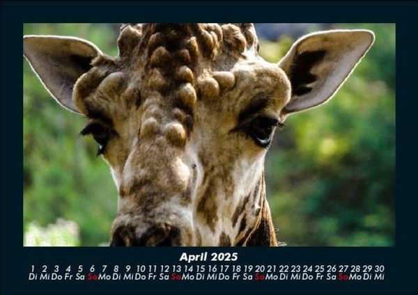 Produktbild: Giraffen 2025 Fotokalender DIN A5