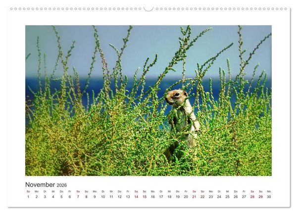 Produktbild: Fuerteventura - Bildsch&ouml;n (Wandkalender 2026 DIN A2 quer), CALVENDO Monatskalender